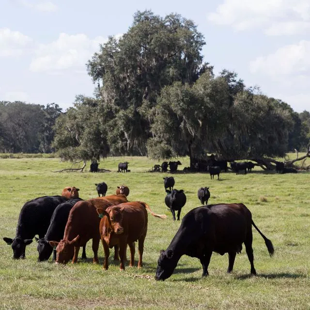 thumbnail for publication: Grazing Management Concepts and Practices